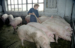 В районе введен карантин по африканской чуме свиней