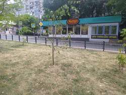 Горожанка сообщила о "катастрофе" с озеленением во Фрунзенском районе