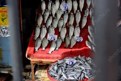 Ущерб от рыбаков-браконьеров за полгода оценен в 1,8 млн