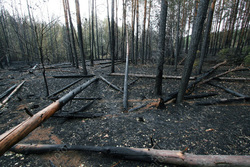 За сутки в области произошло три лесных пожара