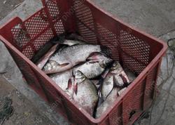 Губернатор предложил освободить от налогов трех рыбоводов