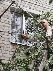 В Саратове рухнувшие деревья повредили окна и машину