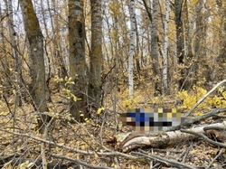 Упавшая ветка дерева смертельно травмировала лесоруба