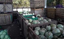 Лидерами подорожания в Саратовской области стали овощи