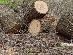 На 8-й Дачной снова выявлена незаконная вырубка деревьев