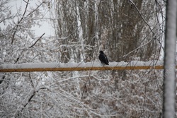 Саратов накрыл очередной снегопад