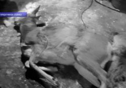 Убившего двух косуль браконьера выследили по пятнам крови