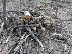 Минприроды о вырубке деревьев на Кумысной поляне: "Работа лесничих"