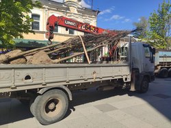 На проспекте Столыпина сажают новые деревья