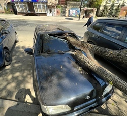 Дерево рухнуло на авто и пробило лобовое стекло