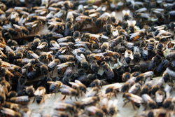 Причиной массовой гибели пчел в районе названы пестициды