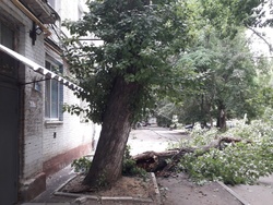 Упавшее дерево оставило Дома 8 Марта без электричества