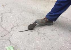 При очистке канализации работники наткнулись на агрессивную крысу