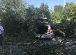 Дерево упало на едущий автомобиль