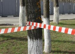 "Зеленая комиссия" разрешила снести еще 30 деревьев
