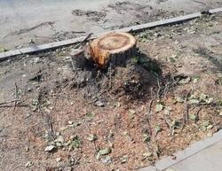 Мэрия о вырубке на ВСО: деревья загораживали дорожные знаки