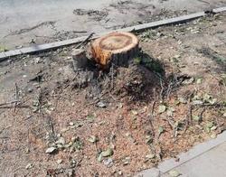 Сообщается о массовой вырубке деревьев в районе ВСО