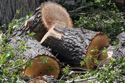 Двое мужчин получили 1,5 условных года за вырубку деревьев