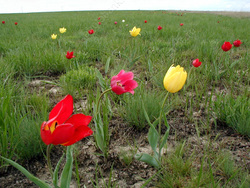 Участок степи с тюльпанами Геснера признают памятником природы