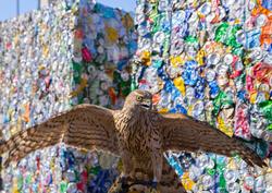 Ястребы в 25 раз сократили число птиц на мусорных полигонах