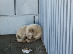 Чиновники: жители спрятали бродячую собаку от отловщиков