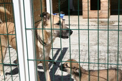 Общественница рассказала о массовом уничтожении собак в Энгельсе