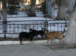 В СК РФ потребовали объяснить волокиту при расследовании дела о нападениях собак