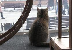 Покупателей в саратовском магазине встречает кошка Мася