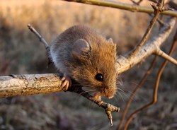 На территории Кумысной поляны будут травить мышей