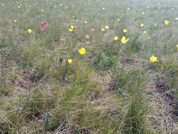 Ученые посчитают дикие тюльпаны в степи под Ершовом