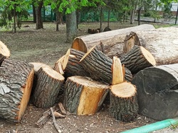 В горпарке Саратова снесут 56 и обрежут больше 300 деревьев