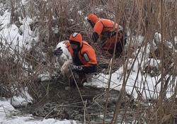 Спасатели помогли вмерзающему в лед лебедю