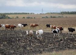 Ужесточается ответственность за стихийный выпас скота