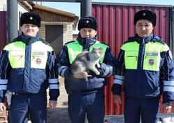 Полицейские спасли животных из горящего сарая