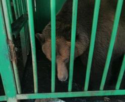 ОП: возле гостиницы в Татищевском районе содержатся медведи
