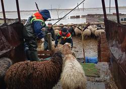 Из подтопленного села эвакуировали двух человек и отару овец
