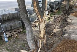 При благоустройстве парка рабочие повредили деревья