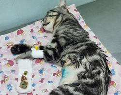 Ветеринары прооперировали кота, наглотавшегося кусков шланга