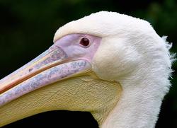 В области замечены краснокнижные пеликаны