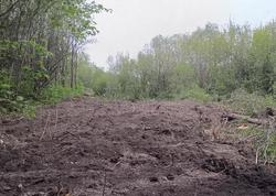 Шарковка, Елшанка, Солнечный: жители бьют тревогу из-за массового сноса деревьев