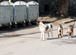В Заводском районе собаки покусали двух детей