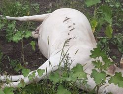В поле от удара током погибли коровы, косуля и лиса
