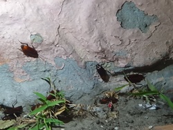 Жители Заводского района пожаловались на нашествие тараканов