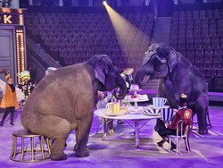 В Саратовском цирке начинаются гастроли шоу Девочка и слон