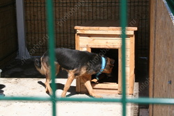 Руководитель приюта для животных отправится в колонию за мошенничество