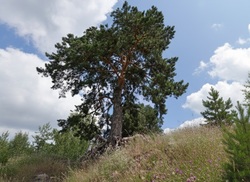 Отремонтирована дорога к исполняющей желания старой сосне