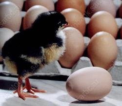 Птицефабрика хочет увеличить производство яиц на 20 миллионов штук