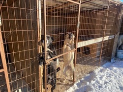 На пожизненное содержание в приюты отправлены 42 бездомные собаки