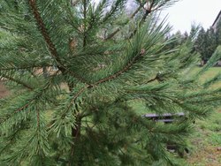 Пятница может закончиться дождем