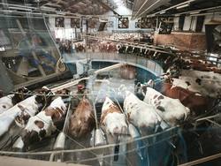 Племзавод значительно увеличит производство молока